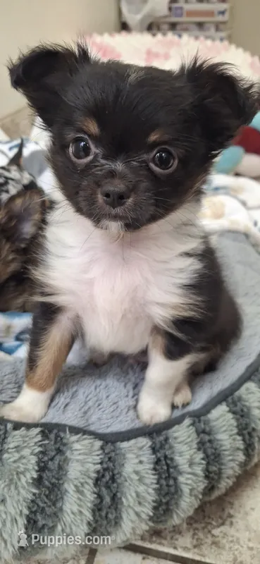 Male tri puppy – Chihuahua puppy for sale in Plant City, FL