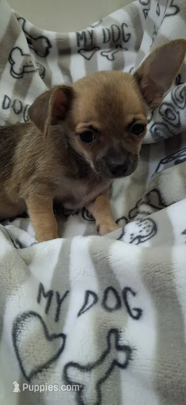 Sable male chihuahua  – Chihuahua puppy for sale in Plant City, FL