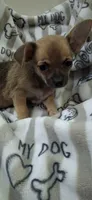 Sable male chihuahua , a male Chihuahua for sale in Plant City, FL – 1 of 4