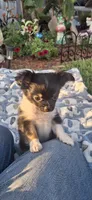 Male tri puppy, a male Chihuahua for sale in Plant City, FL – 3 of 8