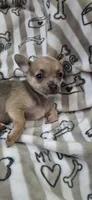 Lilac fawn male chihuahua , a male Chihuahua for sale in Plant City, FL – 2 of 4