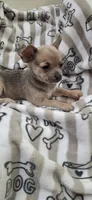 Lilac fawn male chihuahua , a male Chihuahua for sale in Plant City, FL – 3 of 4