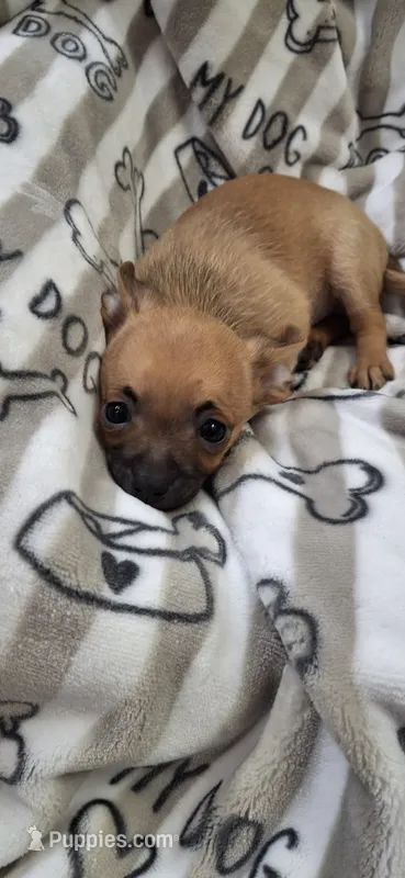 Brown and black male chihuahua  – Chihuahua puppy for sale in Plant City, FL