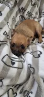 Brown and black male chihuahua , a male Chihuahua for sale in Plant City, FL – 1 of 4