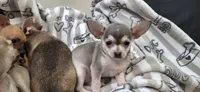 Silver and white male chihuahua , a male Chihuahua for sale in Plant City, FL – 3 of 4