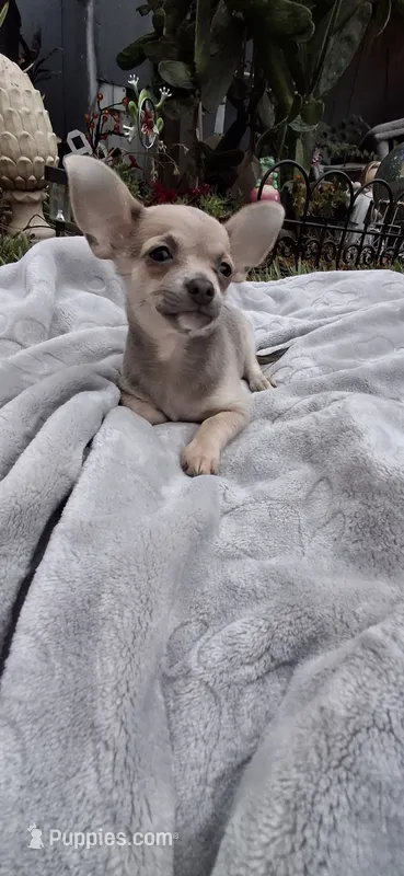 Lilac fawn male chihuahua  – Chihuahua puppy for sale in Plant City, FL
