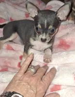 Male blue tri, a male Chihuahua for sale in Plant City, FL – Photo 3 of 3