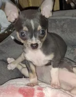Male blue tri, a male Chihuahua for sale in Plant City, FL – Photo 1 of 3