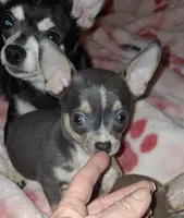 Male blue tri, a male Chihuahua for sale in Plant City, FL – Photo 2 of 3