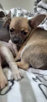 Sable male chihuahua , a male Chihuahua for sale in Plant City, FL – 3 of 4