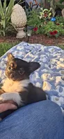 Male tri puppy, a male Chihuahua for sale in Plant City, FL – 5 of 8