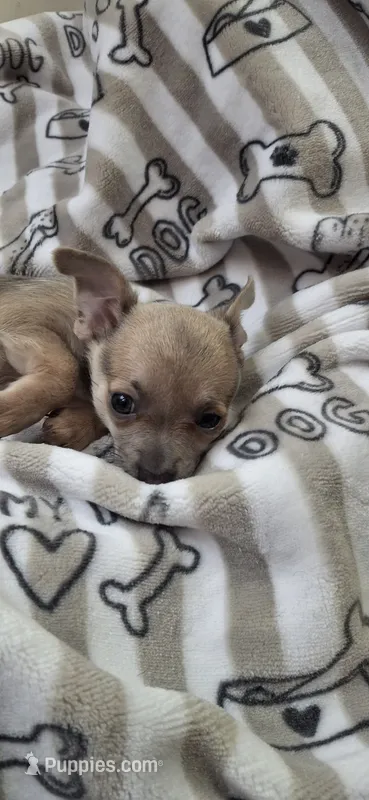 Lilac fawn male chihuahua  – Chihuahua puppy for sale in Plant City, FL
