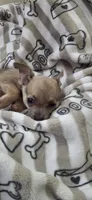 Lilac fawn male chihuahua , a male Chihuahua for sale in Plant City, FL – 1 of 4