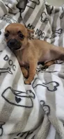 Brown and black male chihuahua , a male Chihuahua for sale in Plant City, FL – 2 of 4