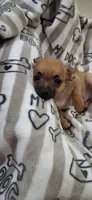 Brown and black male chihuahua , a male Chihuahua for sale in Plant City, FL – 3 of 4