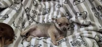 Lilac fawn male chihuahua , a male Chihuahua for sale in Plant City, FL – 4 of 4