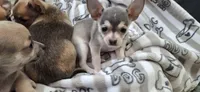 Silver and white male chihuahua , a male Chihuahua for sale in Plant City, FL – 2 of 4