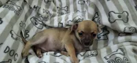 Sable male chihuahua , a male Chihuahua for sale in Plant City, FL – 4 of 4