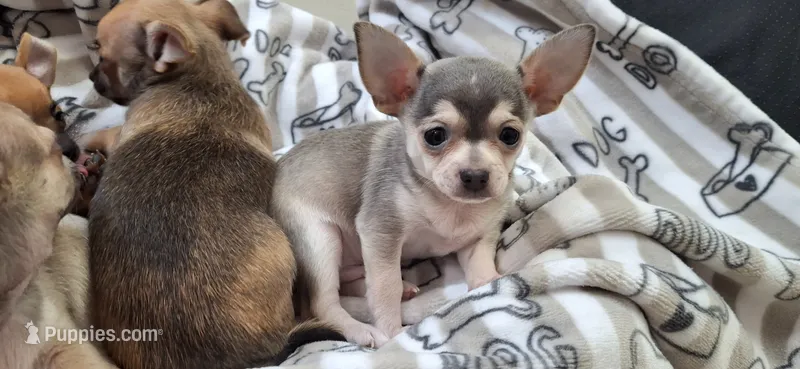Silver and white male chihuahua  – Chihuahua puppy for sale in Plant City, FL