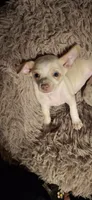 Female cream and white, a female Chihuahua for sale in Plant City, FL – Photo 3 of 3