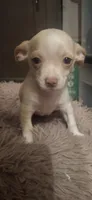 Female cream and white, a female Chihuahua for sale in Plant City, FL – Photo 1 of 3