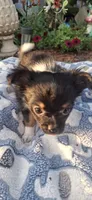Male tri puppy, a male Chihuahua for sale in Plant City, FL – 6 of 8