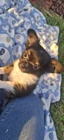 Male tri puppy, a male Chihuahua for sale in Plant City, FL – 4 of 8