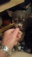 Blue tri male, a male Chihuahua for sale in Plant City, FL – Photo 3 of 3