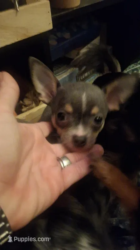 Blue tri male, a male Chihuahua for sale in Plant City, FL – Photo 1 of 3