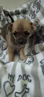 Sable male chihuahua , a male Chihuahua for sale in Plant City, FL – 2 of 4