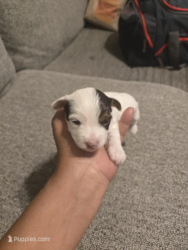 Shy – Yorkshire Terrier puppy for sale in Meriden, CT