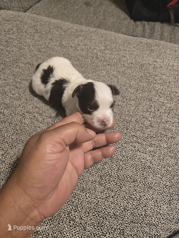 Skylar – Yorkshire Terrier puppy for sale in Meriden, CT