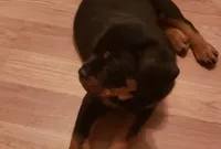 processed/bcc6bc68-f97e-4089-bdb5-51156316b27d/listing/7c8cc235-66a1-449e-9024-02f119c117c9/1dd53afc-5ee2-4652-99d4-e26d7ab114cc