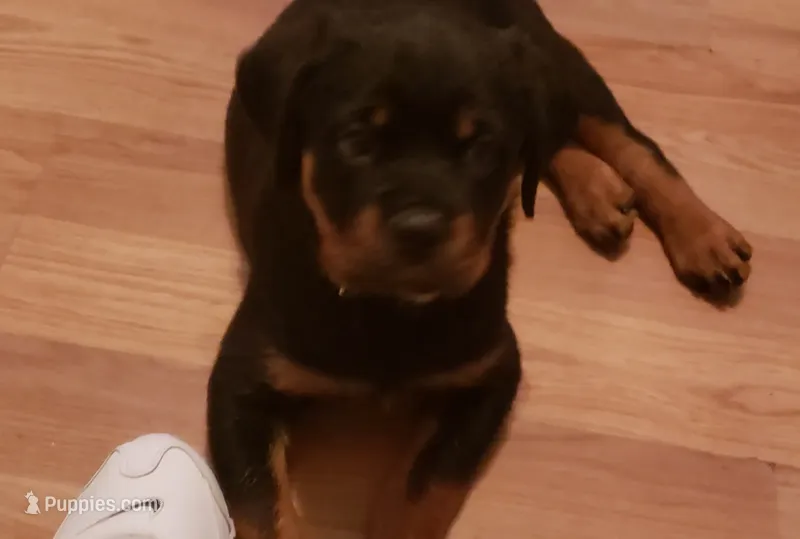 Female Rottweiler Puppy