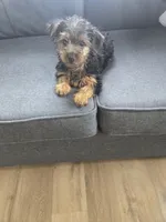 Cannolie, a female Yorkshire Terrier for sale in Meriden, CT – 3 of 3