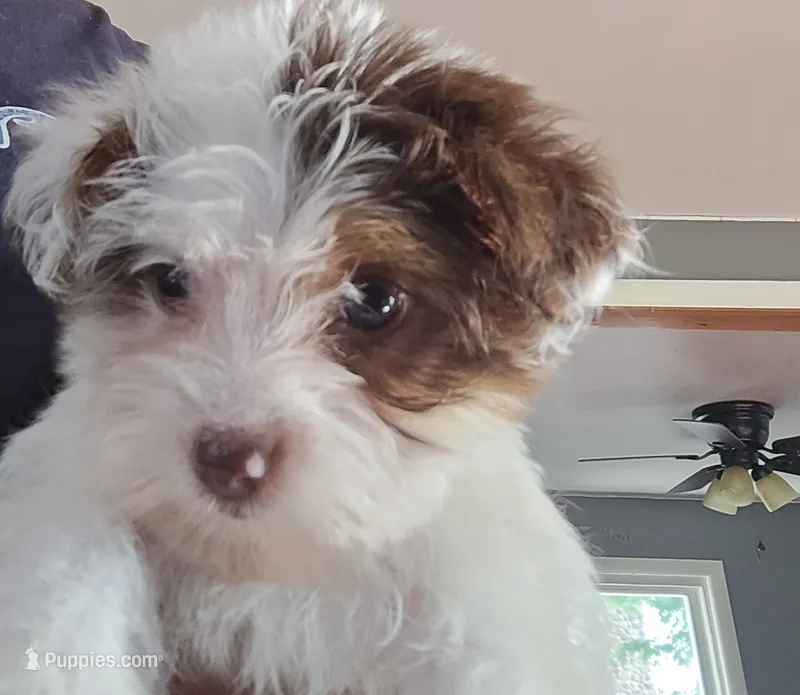 Shy Female white and chocolate – Yorkshire Terrier puppy for sale in Meriden, CT