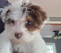 Shy Female white and chocolate, a female Yorkshire Terrier for sale in Meriden, CT – 1 of 2