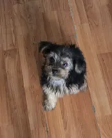 Cannolie, a female Yorkshire Terrier for sale in Meriden, CT – 2 of 3