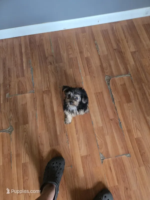 Cannolie – Yorkshire Terrier puppy for sale in Meriden, CT