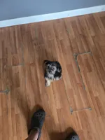 Cannolie, a female Yorkshire Terrier for sale in Meriden, CT – 1 of 3