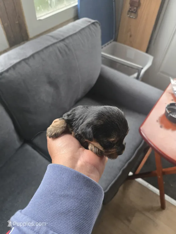 Cookie – Yorkshire Terrier puppy for sale in Meriden, CT