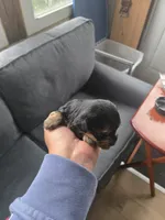 Cookie, a female Yorkshire Terrier for sale in Meriden, CT – 1 of 1