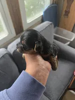Brownie, a male Yorkshire Terrier for sale in Meriden, CT – 1 of 1