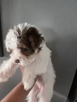 Shy Female white and chocolate, a female Yorkshire Terrier for sale in Meriden, CT – 2 of 2