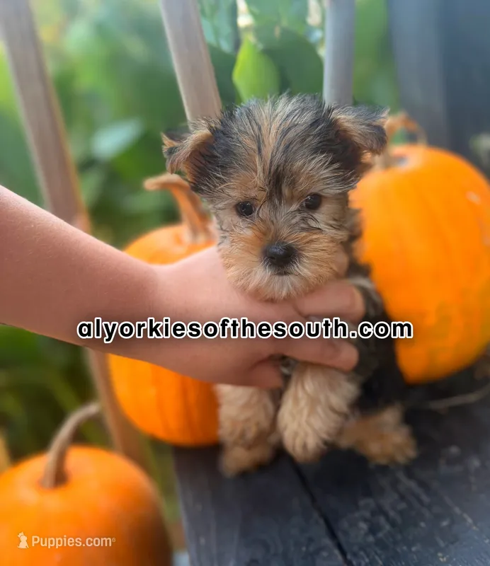 Lucky – Yorkshire Terrier puppy for sale in Montgomery, AL