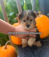 Lucky, a male Yorkshire Terrier for sale in Montgomery, AL – 1 of 2