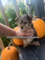 Lucky, a male Yorkshire Terrier for sale in Montgomery, AL – 2 of 2