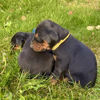 Yellow, a female Doberman Pinscher for sale in Cheney, WA – 2 of 9