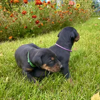 Purple, a female Doberman Pinscher for sale in Cheney, WA – 10 of 10