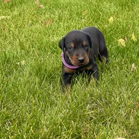 Purple, a female Doberman Pinscher for sale in Cheney, WA – 2 of 10
